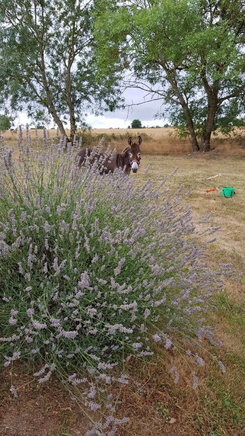 Camping La Petite Houmee Curzay-sur-Vonne Exteriör bild